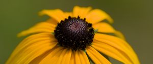 Preview wallpaper rudbeckia, petals, flower, macro, yellow