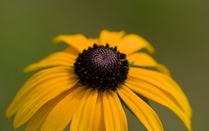 Preview wallpaper rudbeckia, petals, flower, macro, yellow