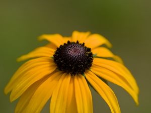 Preview wallpaper rudbeckia, petals, flower, macro, yellow