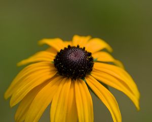 Preview wallpaper rudbeckia, petals, flower, macro, yellow