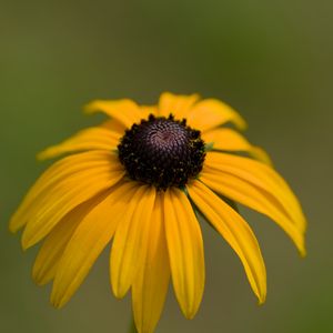 Preview wallpaper rudbeckia, petals, flower, macro, yellow