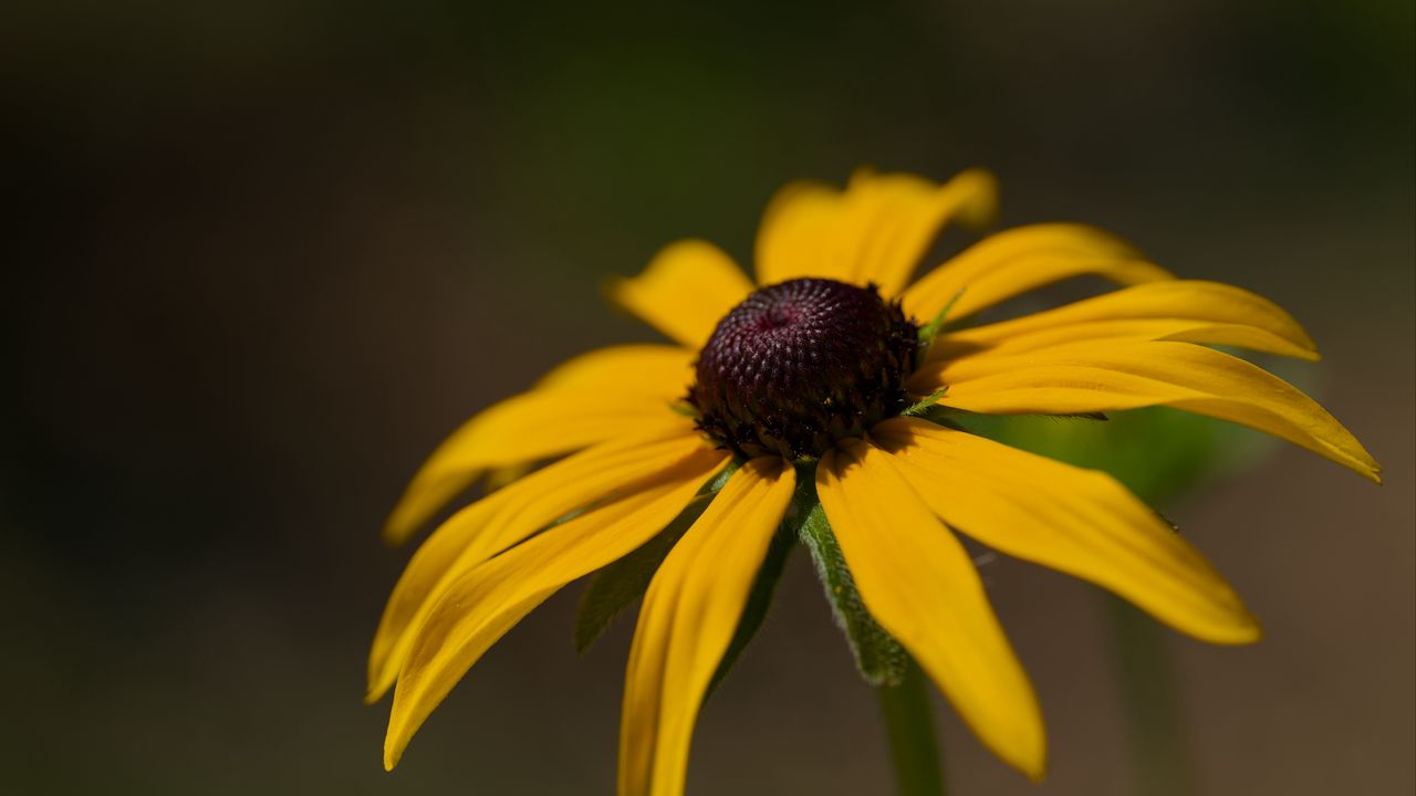 Wallpaper rudbeckia, petals, flower, macro, blur, yellow