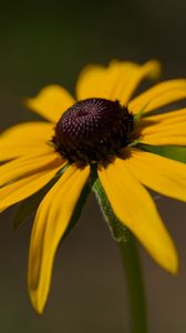 Preview wallpaper rudbeckia, petals, flower, macro, blur, yellow