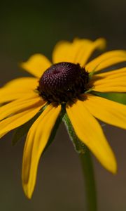 Preview wallpaper rudbeckia, petals, flower, macro, blur, yellow