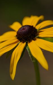 Preview wallpaper rudbeckia, petals, flower, macro, blur, yellow