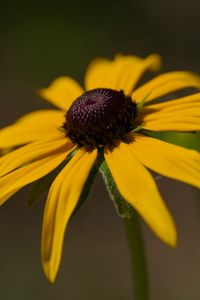 Preview wallpaper rudbeckia, petals, flower, macro, blur, yellow