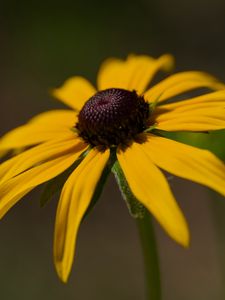 Preview wallpaper rudbeckia, petals, flower, macro, blur, yellow