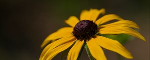 Preview wallpaper rudbeckia, petals, flower, macro, blur, yellow