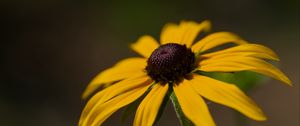 Preview wallpaper rudbeckia, petals, flower, macro, blur, yellow