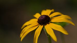 Preview wallpaper rudbeckia, petals, flower, macro, blur, yellow
