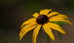 Preview wallpaper rudbeckia, petals, flower, macro, blur, yellow