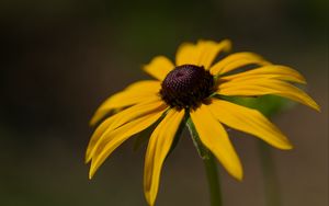 Preview wallpaper rudbeckia, petals, flower, macro, blur, yellow