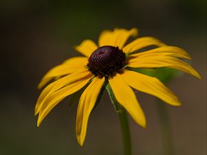Preview wallpaper rudbeckia, petals, flower, macro, blur, yellow