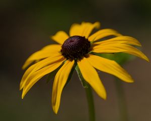 Preview wallpaper rudbeckia, petals, flower, macro, blur, yellow