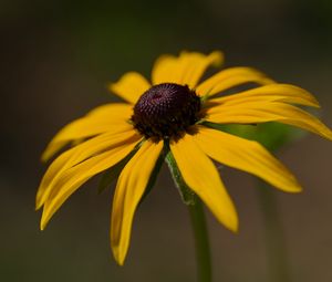 Preview wallpaper rudbeckia, petals, flower, macro, blur, yellow