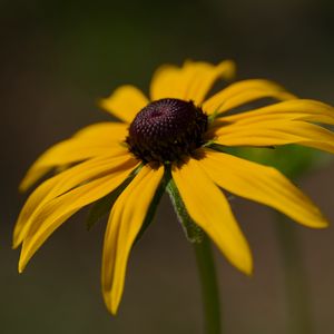 Preview wallpaper rudbeckia, petals, flower, macro, blur, yellow
