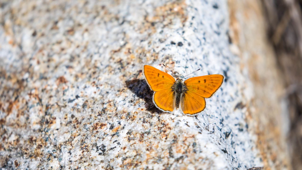 Wallpaper ruddy copper, butterfly, wings, stone, macro