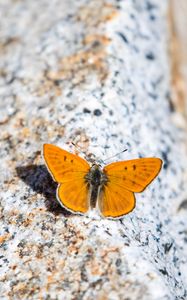 Preview wallpaper ruddy copper, butterfly, wings, stone, macro