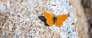 Preview wallpaper ruddy copper, butterfly, wings, stone, macro