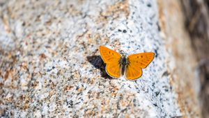 Preview wallpaper ruddy copper, butterfly, wings, stone, macro