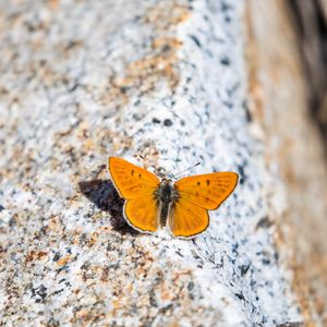 Preview wallpaper ruddy copper, butterfly, wings, stone, macro