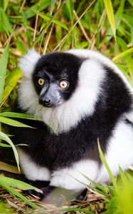 Preview wallpaper ruffed lemur, lemur, fluffy