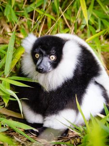 Preview wallpaper ruffed lemur, lemur, fluffy