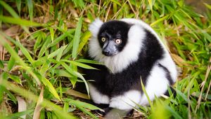 Preview wallpaper ruffed lemur, lemur, fluffy