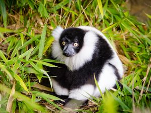 Preview wallpaper ruffed lemur, lemur, fluffy