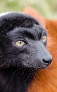 Preview wallpaper ruffed lemur, lemur, muzzle, nose