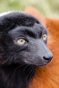 Preview wallpaper ruffed lemur, lemur, muzzle, nose