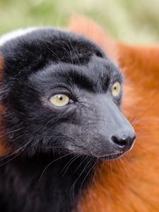 Preview wallpaper ruffed lemur, lemur, muzzle, nose