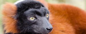 Preview wallpaper ruffed lemur, lemur, muzzle, nose