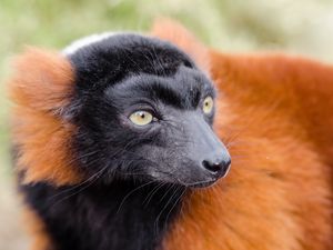 Preview wallpaper ruffed lemur, lemur, muzzle, nose