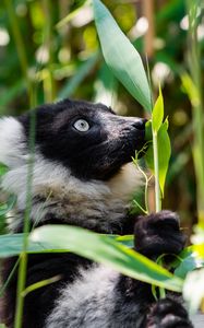 Preview wallpaper ruffed lemur, lemur, wildlife