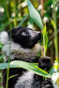 Preview wallpaper ruffed lemur, lemur, wildlife