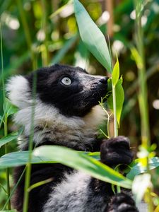 Preview wallpaper ruffed lemur, lemur, wildlife