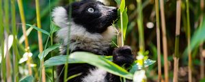 Preview wallpaper ruffed lemur, lemur, wildlife