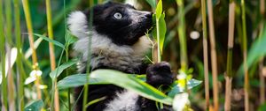 Preview wallpaper ruffed lemur, lemur, wildlife