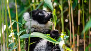 Preview wallpaper ruffed lemur, lemur, wildlife