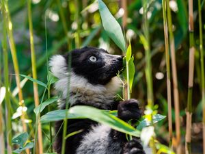 Preview wallpaper ruffed lemur, lemur, wildlife