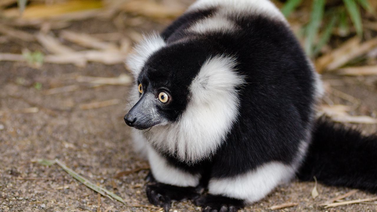 Wallpaper ruffed lemur, lemur, wonderment