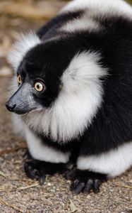 Preview wallpaper ruffed lemur, lemur, wonderment