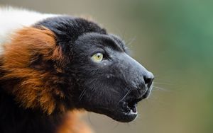 Preview wallpaper ruffed lemur, muzzle, emotion