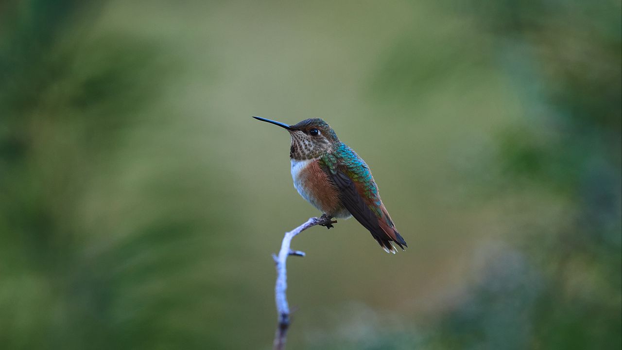 Wallpaper rufous hummingbird, hummingbird, bird, beak, blur