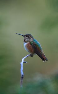 Preview wallpaper rufous hummingbird, hummingbird, bird, beak, blur