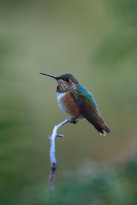 Preview wallpaper rufous hummingbird, hummingbird, bird, beak, blur