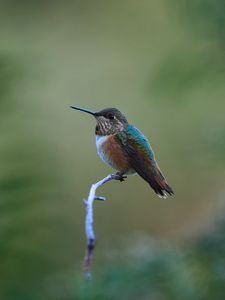 Preview wallpaper rufous hummingbird, hummingbird, bird, beak, blur