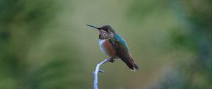 Preview wallpaper rufous hummingbird, hummingbird, bird, beak, blur