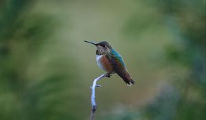 Preview wallpaper rufous hummingbird, hummingbird, bird, beak, blur